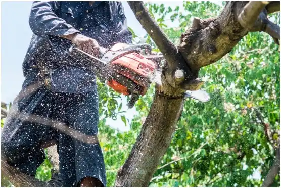 tree services Lake Cassidy